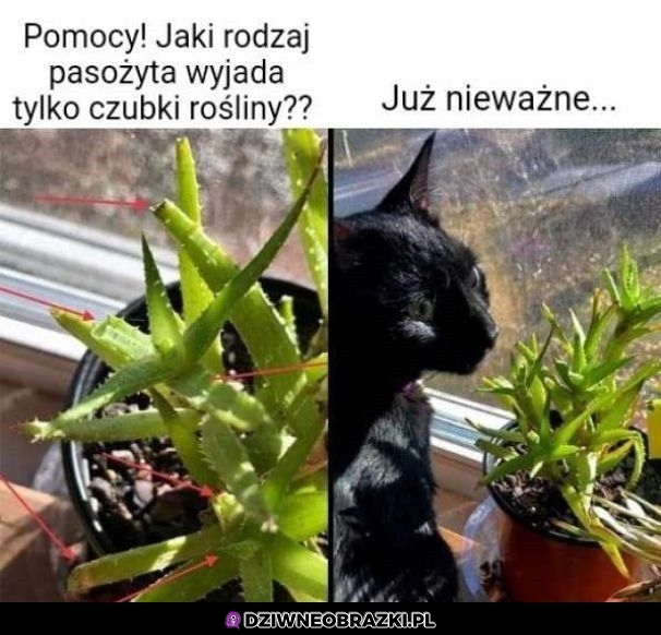 Znalazł się