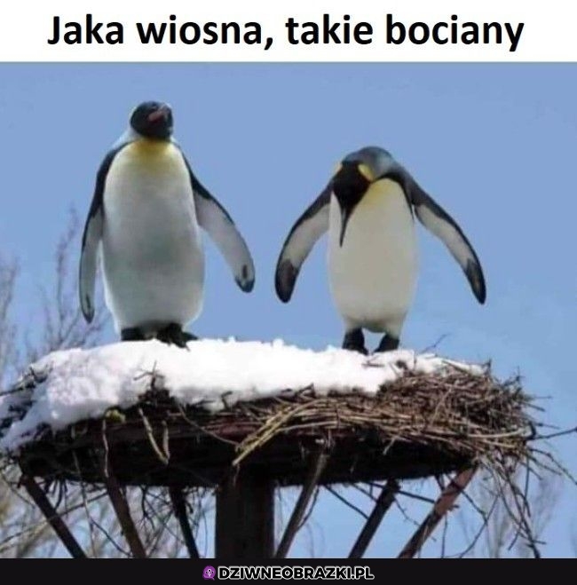 Nowe boćki
