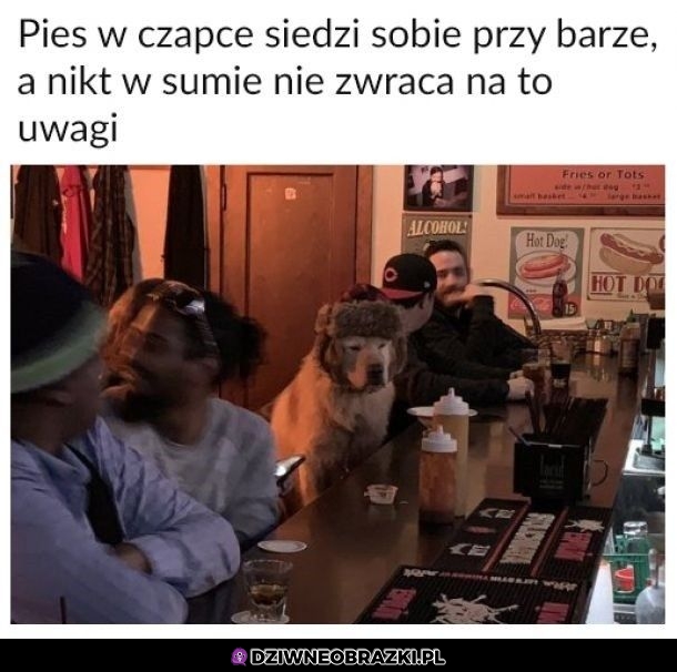 Stały bywalec