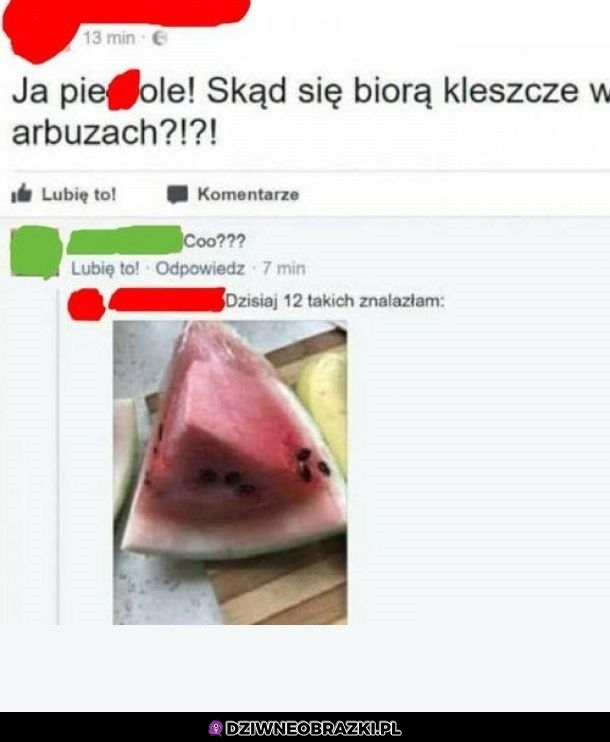 Kleszcze w arbuzach