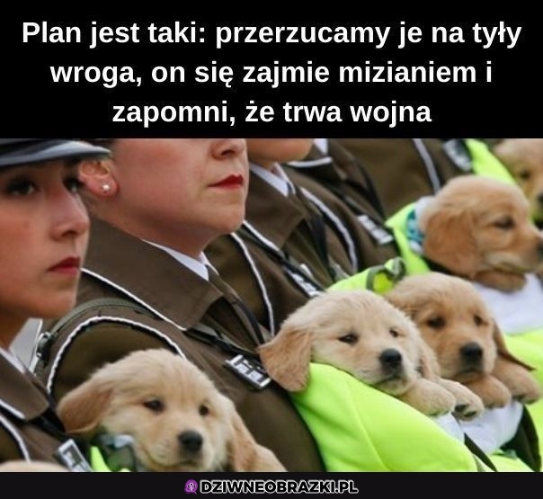 Podoba mi się ten plan