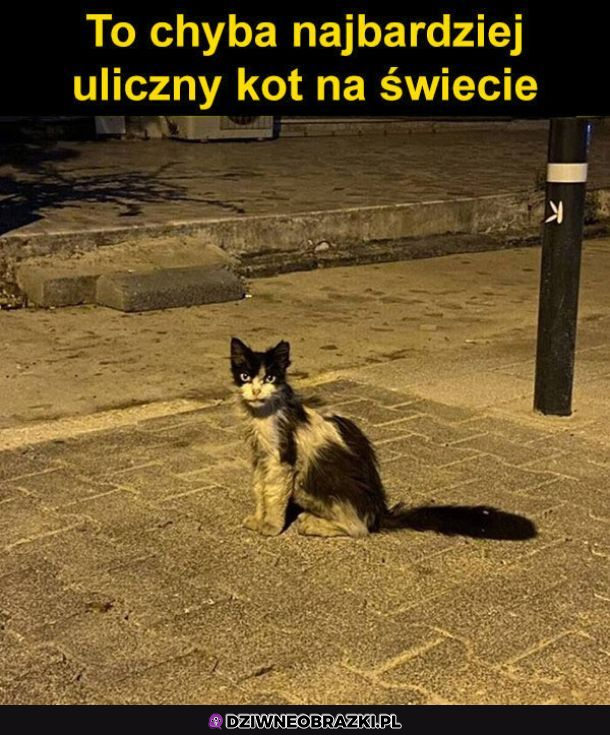 Uliczny kot