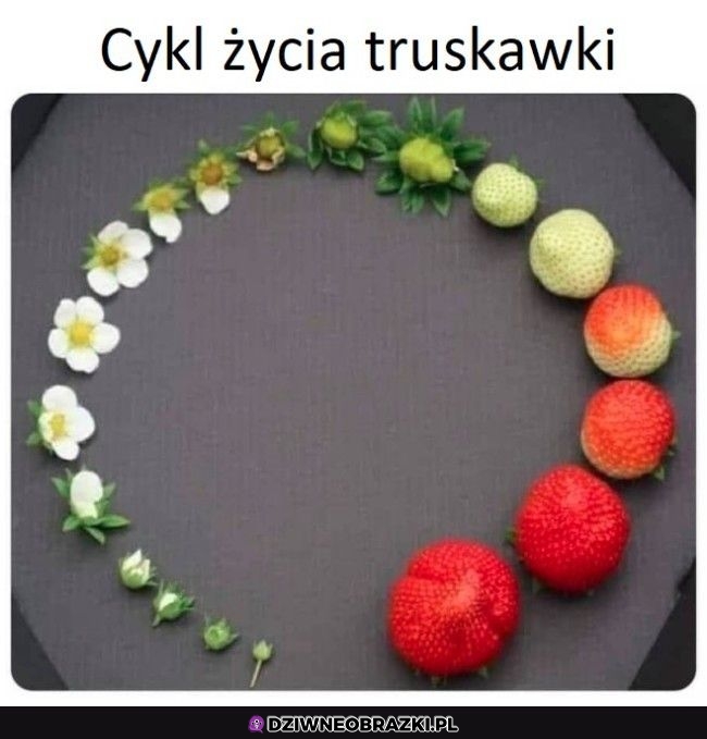 Najsmaczniejszy owocek
