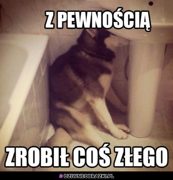 Pieseł