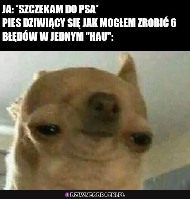 Kiedy szczekne na psa