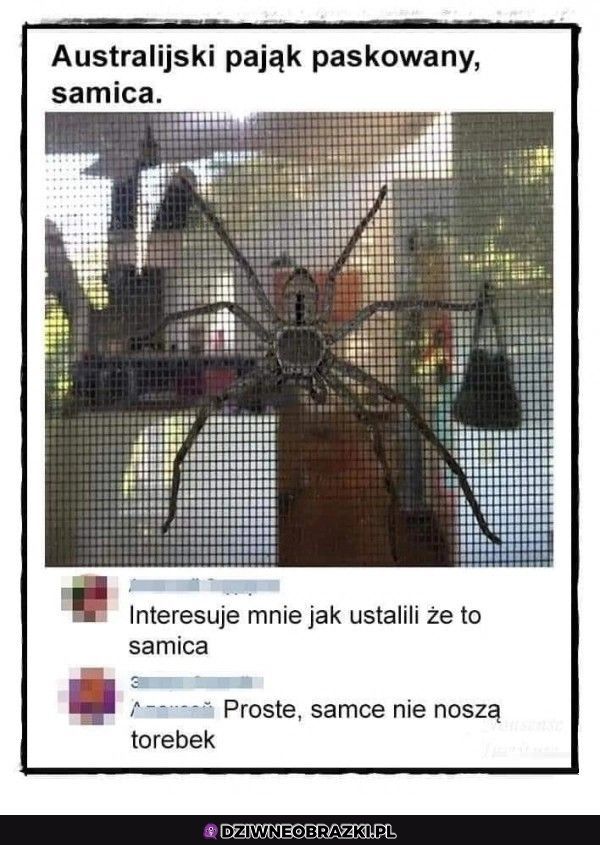 Samica