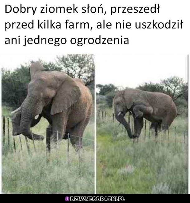 Spoko słonik