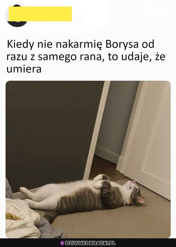 Typowy kot