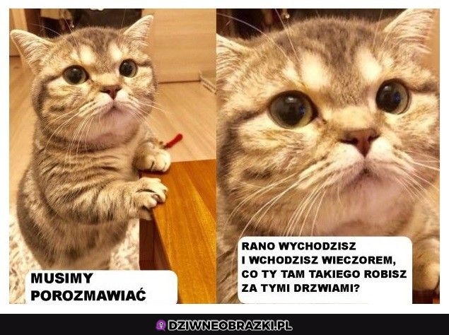 Zdradzasz mnie z innymi kotełami?