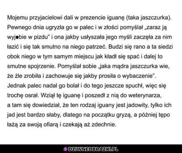 Kiedy dostaniesz w prezencie iguanę
