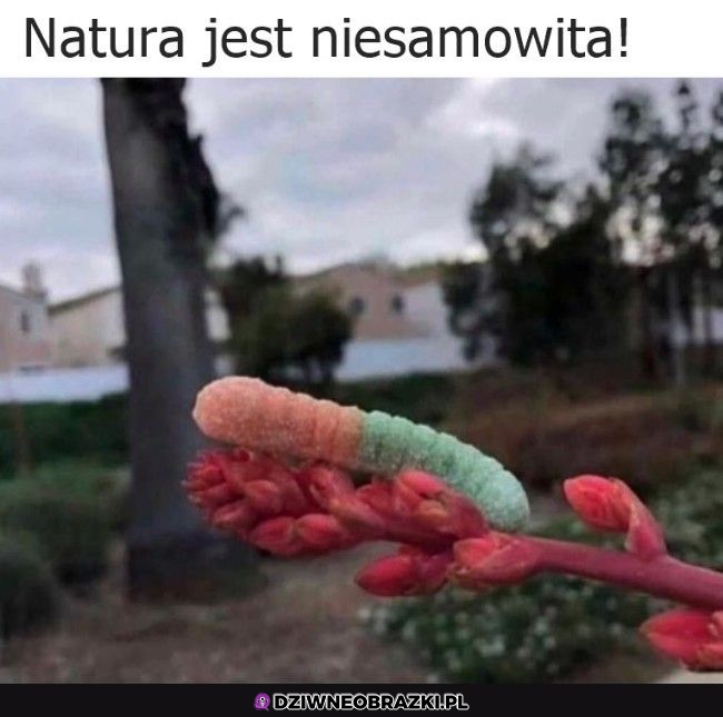 Niesamowite