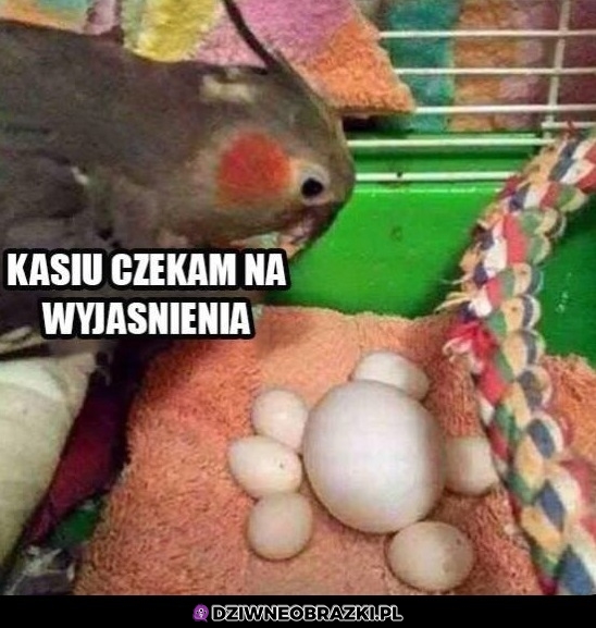 Chyba była na Erazmusie