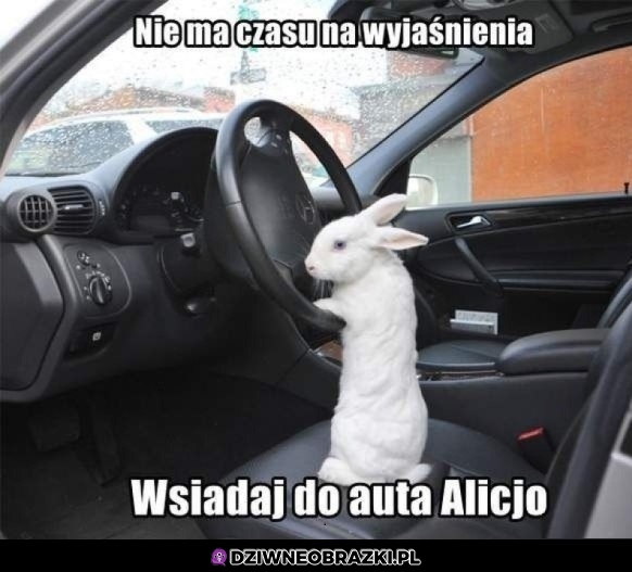 Wsiadaj Alicjo