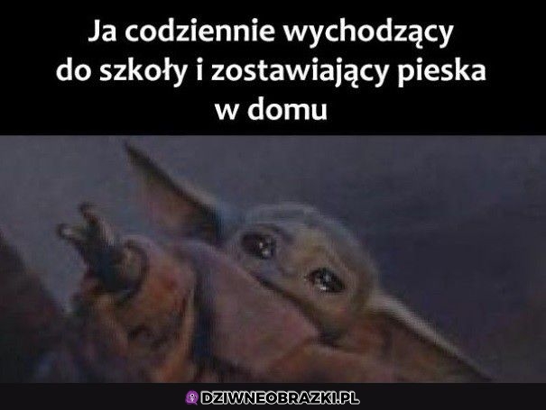 Zostawiając zwierzaka w domu