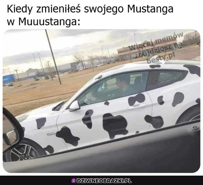 Muuuustang