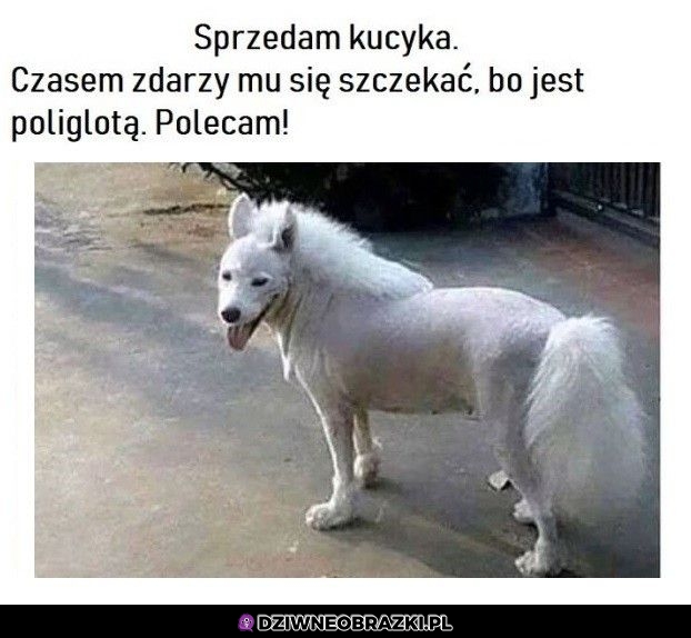 Kucyk na sprzedaż