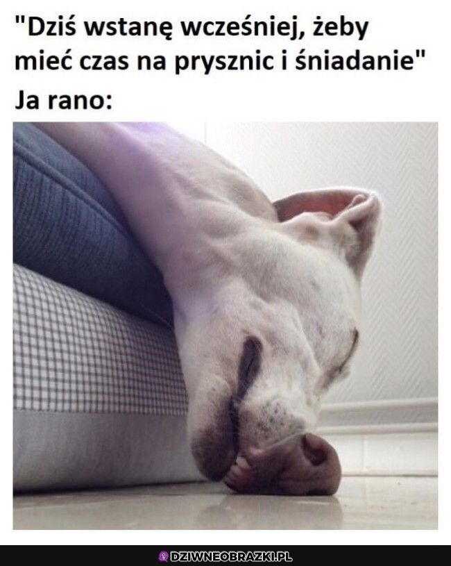 Każdego ranka