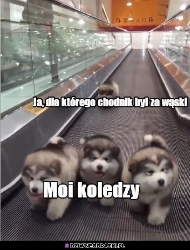 Ja i koledzy 