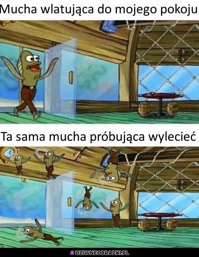 Mucha w pokoju
