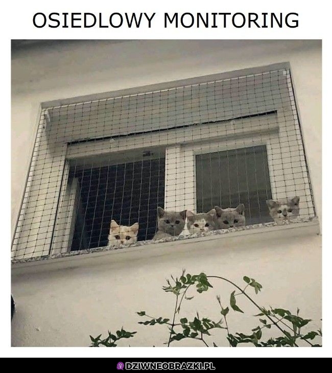 Kocitoring