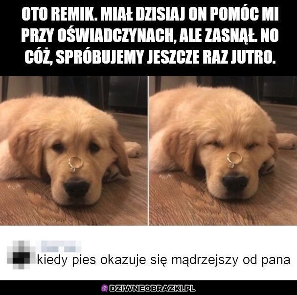 Mądry piesek