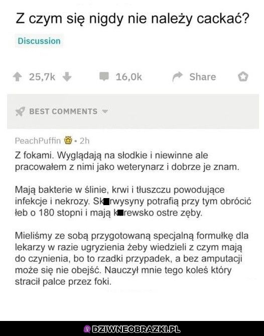 Z fokami nie należy się cackać