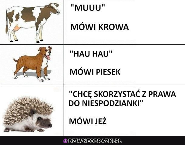 Jeżyk