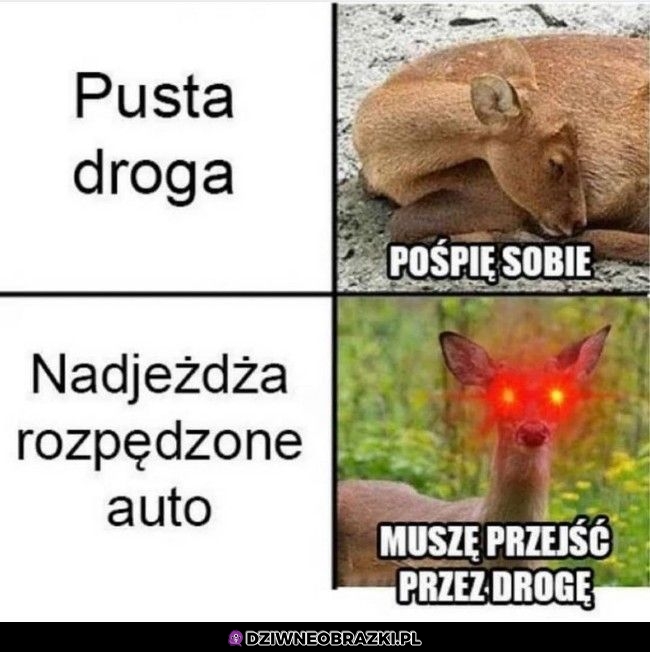 Zwierzaki na drogach