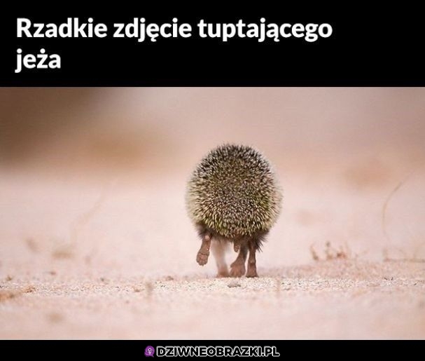 Ciekawe dokąd tupta