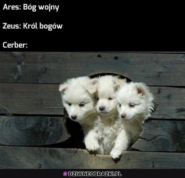 Słodziutki cerberek