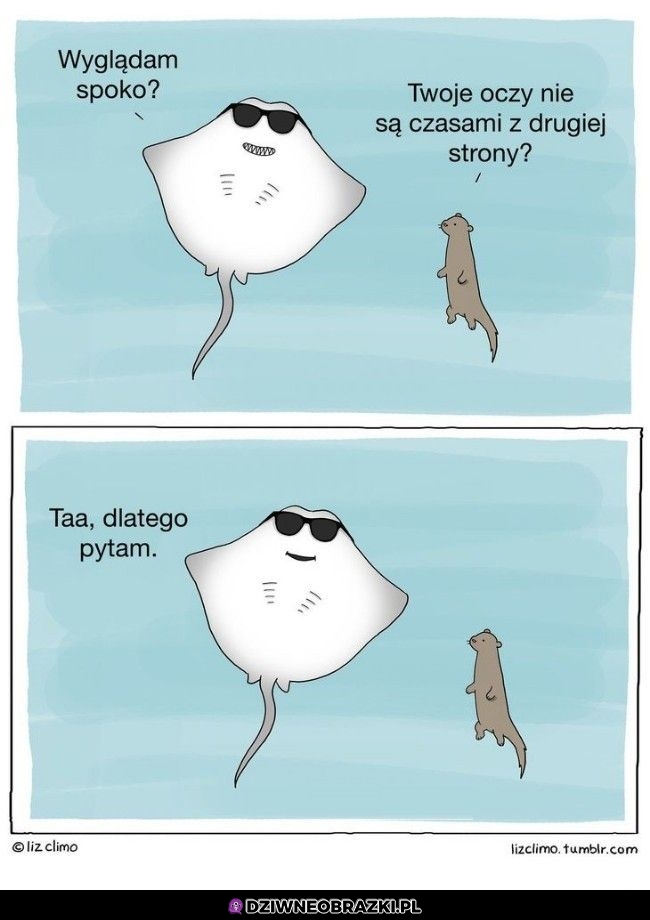 Jak wygląda?