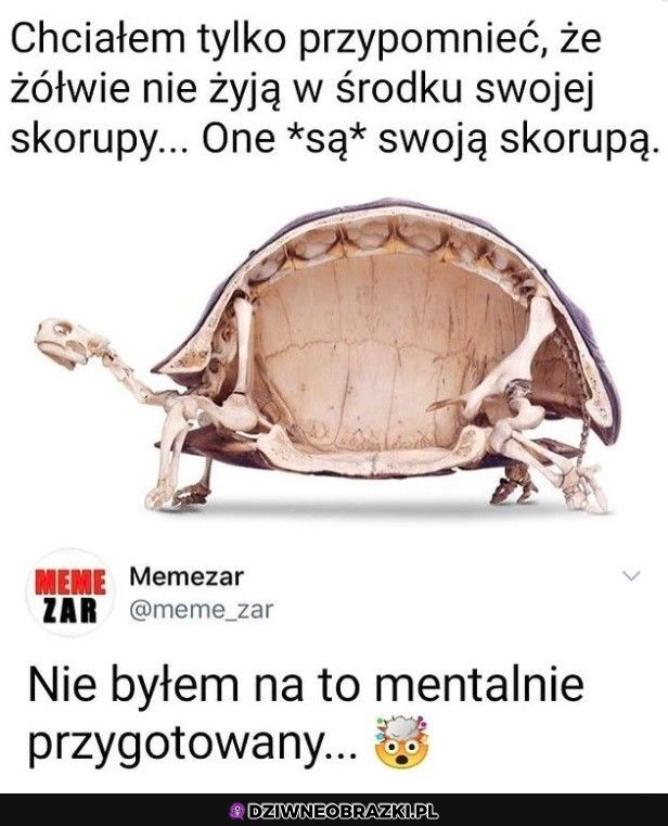 Żółwie