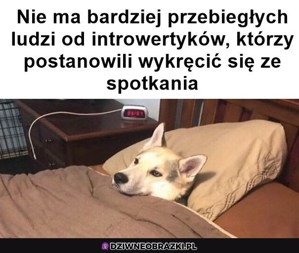 Najbardziej przebiegli