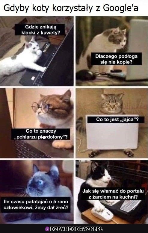 Koty w internecie
