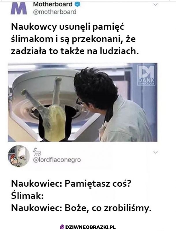 Slimaki