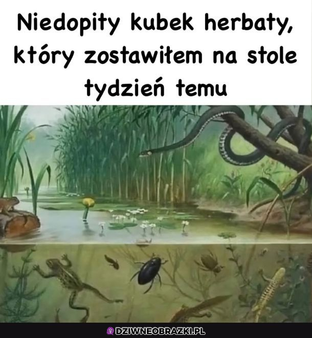 Niedopita herbatka