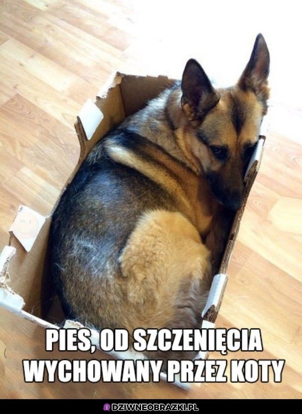 Psoteł