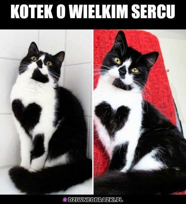 Spore ma to serduszko