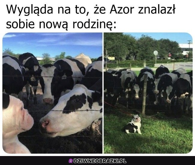 Nikt się nie spodziewa