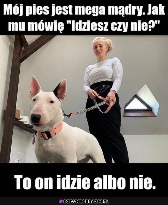 Taki mądry