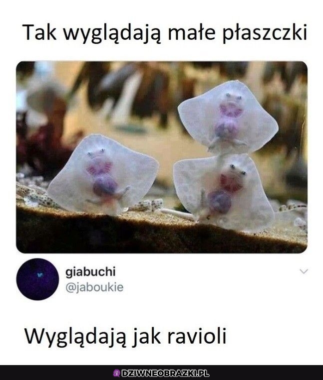Płaszczki
