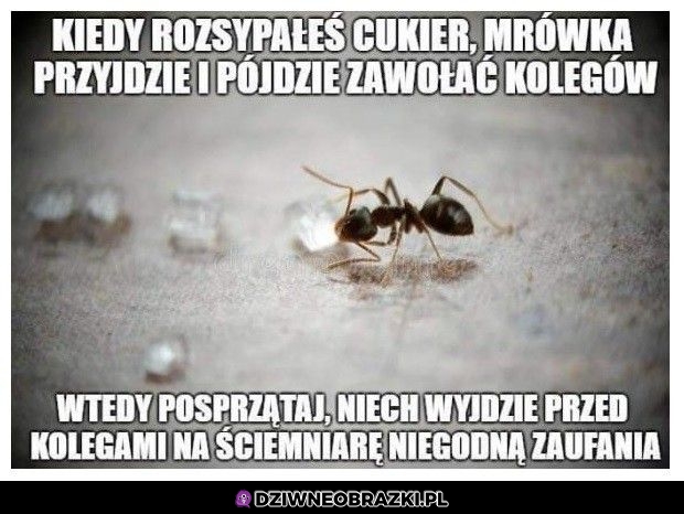 Trolololo