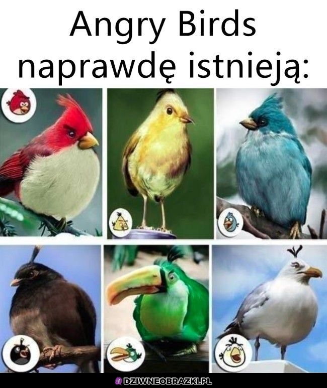 Prawdziwe angry birds