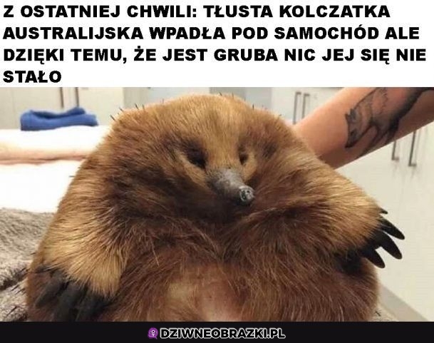 Ważny news