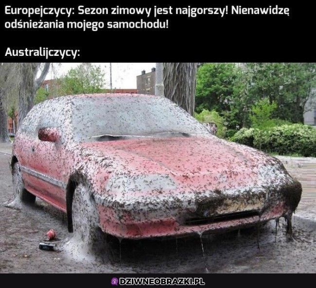 Tymczasem Australia