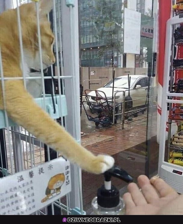 Dziękuję kitku