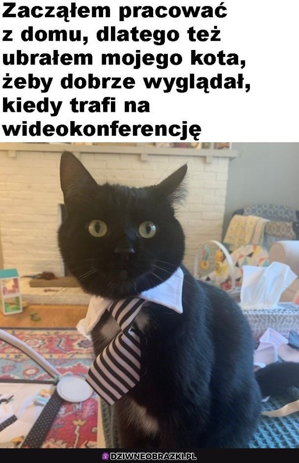 Elegancki koteł