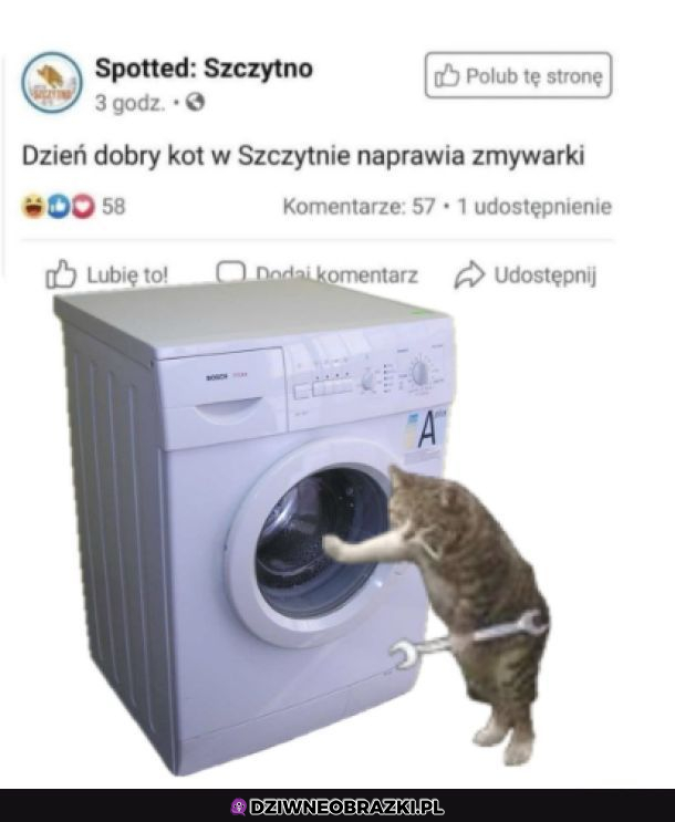 Kot ze szczytna