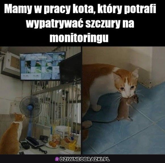 Sprytne kitku