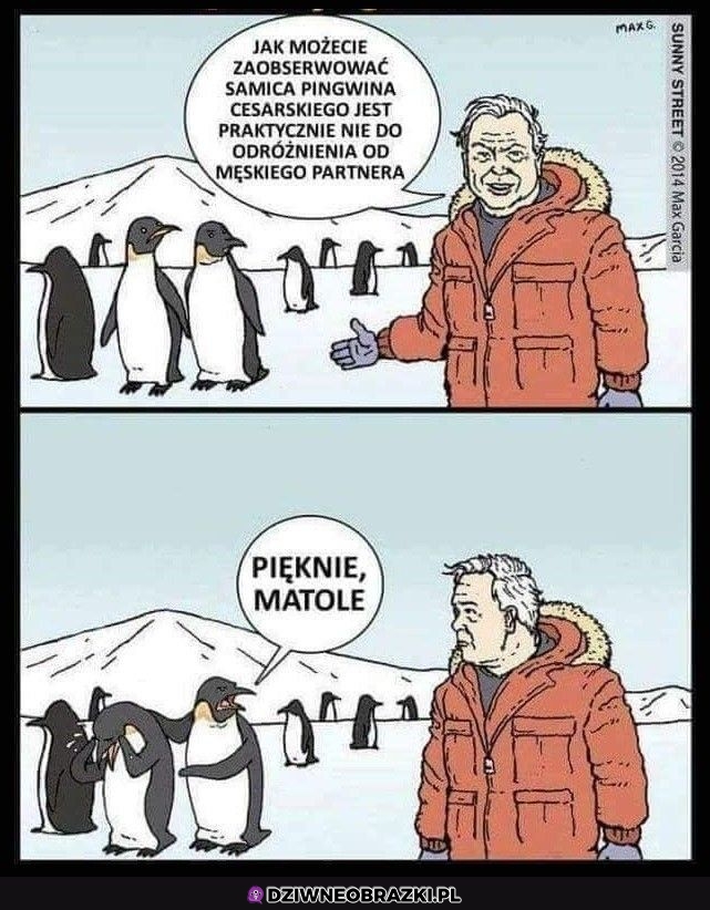Brawo typie